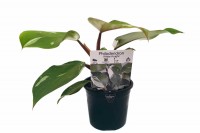 PHILODENDRON WHITE KNIGHT 130MM. Click for more information...