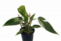 PHILODENDRON WHITE PRINCESS 130MM. Click for more information...