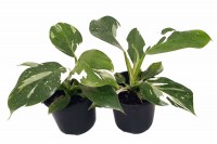PHILODENDRON WHITE WIZARD 130MM. Click for more information...