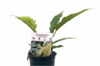 PHILODENDRON JUNGLE BOOGIE 130MM. Click for more information...